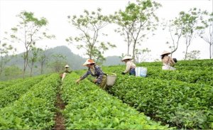 Ngành chè Việt Nam sẵn sàng vươn mình ra thế giới