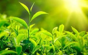 Thị trường chè 10 tháng 2017: Gia tăng xuất khẩu sang thị trường UAE
