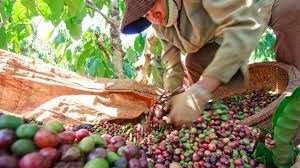 C&aacute;c thị trường xuất khẩu c&agrave; ph&ecirc; lớn nhất trong 6 th&aacute;ng đầu năm 2020