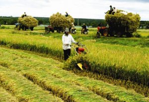 Liên kết lỏng lẻo do thiếu niềm tin