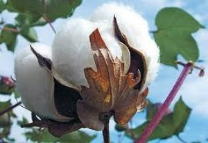 USDA: Dự báo cung cầu bông thế giới niên vụ 2019/20