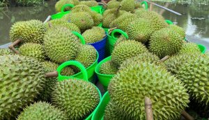 Sầu ri&ecirc;ng tr&aacute;i vụ giảm gi&aacute; mạnh