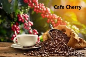 Thị trường c&agrave; ph&ecirc; th&aacute;ng 11/2022: Sản lượng c&agrave; ph&ecirc; ni&ecirc;n vụ 2022 - 2023 c&oacute; thể giảm 15%