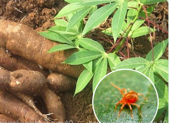 Đánh giá khả năng ứng dụng nhện nhỏ bắt mồi (Neoseiulus longispinosus) trong phòng trừ nhện đỏ hai chấm (Tetranychus urticae) hại sắn
