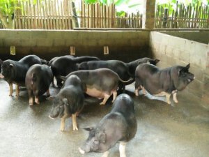 Phát triển sản phẩm chăn nuôi gắn với tiềm năng và thích ứng với thị trường tiêu thụ