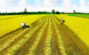 Quy định mới về miễn thuế đất nông nghiệp