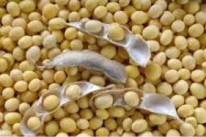 Nhập khẩu đậu tương tháng 1/2025 sụt giảm mạnh
