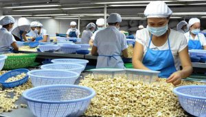 Xuất khẩu điều tăng mạnh v&agrave;o cuối năm