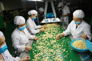Ngành điều và “chiếc van” điều tiết