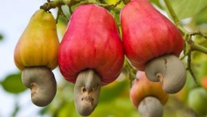 TT hạt điều th&aacute;ng 5, 5 th&aacute;ng 2019: Gi&aacute; thế giới biến động, trong nước phục hồi