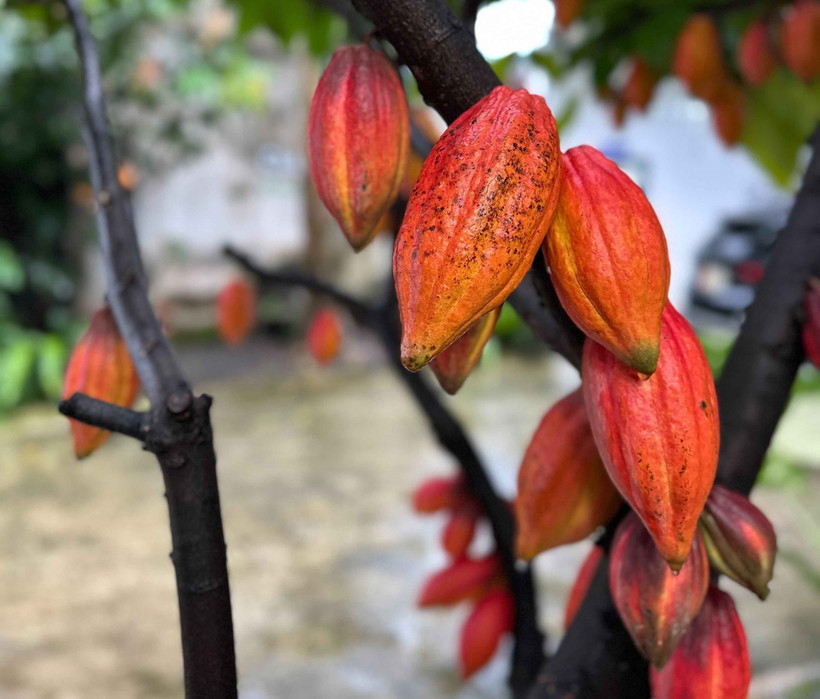 Định h&igrave;nh thương hiệu cacao Việt tr&ecirc;n bản đồ thế giới 