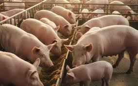 Dự báo giá heo hơi ngày 11/12: Sẽ tiếp tục điều chỉnh