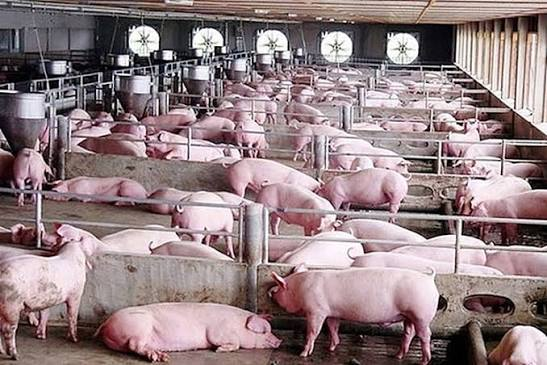 Dự b&aacute;o gi&aacute; heo hơi ng&agrave;y 27/8: Sẽ biến động nhẹ tại một số khu vực