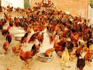 T&aacute;c động của chế phẩm thảo dược CP4 đến sinh trưởng v&agrave; hiệu quả chăn nu&ocirc;i G&agrave; lai nu&ocirc;i thịt tại Thừa Thi&ecirc;n &ndash; Huế.