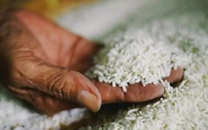 Gạo Việt vẫn giữ mức gi&aacute; cao 