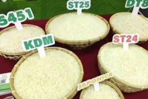 Gi&aacute; l&uacute;a gạo h&ocirc;m 6/3: Gạo nguy&ecirc;n liệu v&agrave; tấm nh&iacute;ch tăng nhẹ trở lại