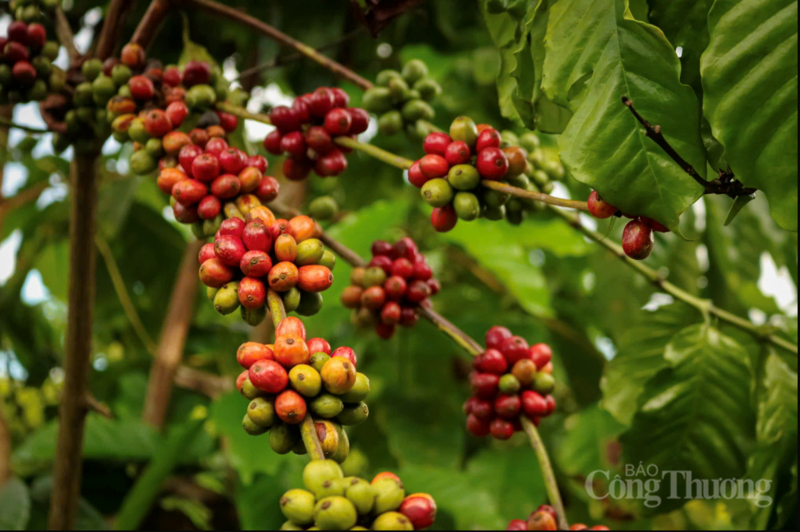Gi&aacute; c&agrave; ph&ecirc; Arabica v&agrave; Robusta đồng loạt tăng