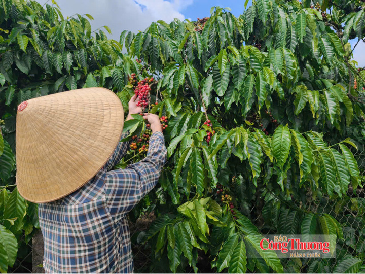 Giá cà phê ngày 17/9/2026: Giảm nhẹ 300 - 500 đồng/kg