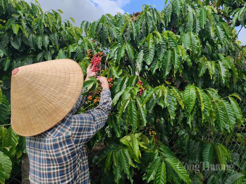 Gi&aacute; c&agrave; ph&ecirc; ng&agrave;y 9/6/2026: Tăng nhẹ 400 đồng/kg