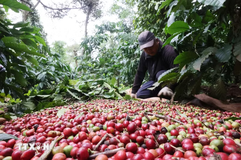 Giá cà phê Tây Nguyên xuống dưới 90.000 đồng một kg, giá gạo đi ngang