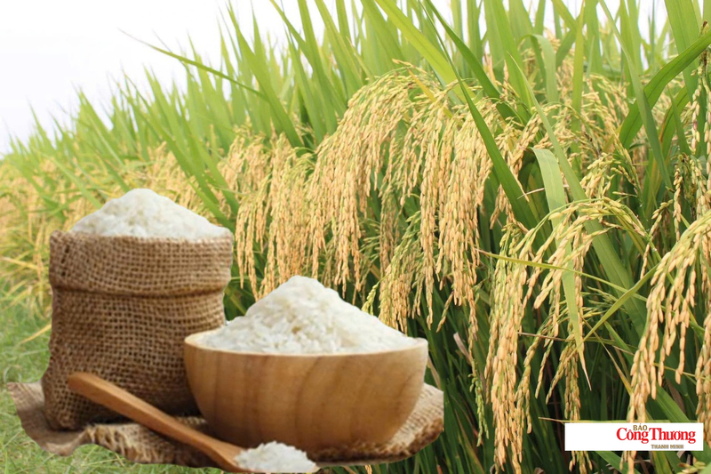 Gi&aacute; gạo Việt Nam đi ngược xu hướng với c&aacute;c nước xuất khẩu lớn