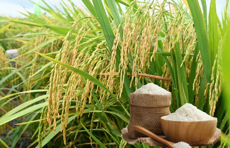 Gi&aacute; l&uacute;a gạo h&ocirc;m 1/7: Gạo thơm Jasmine tăng 1.000 đồng/kg