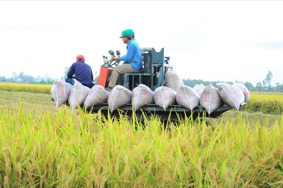 Gi&aacute; l&uacute;a gạo h&ocirc;m nay 20/5: Gạo xuất khẩu tăng ng&agrave;y thứ hai li&ecirc;n tiếp