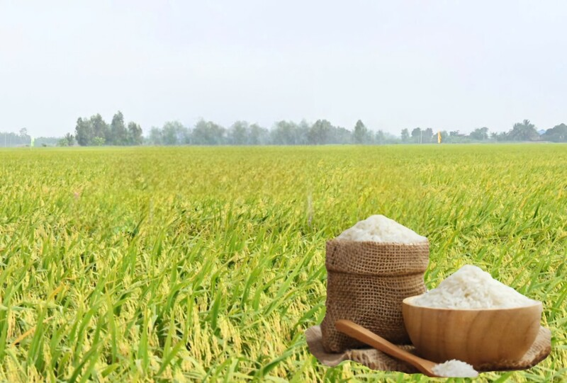 Gi&aacute; l&uacute;a gạo h&ocirc;m nay ng&agrave;y 11/6/2026: Gạo nguy&ecirc;n liệu xuất khẩu giảm