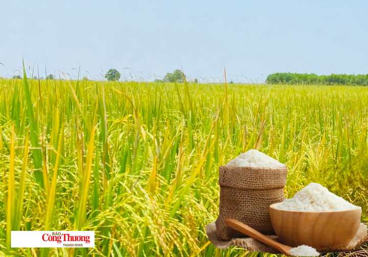Gi&aacute; l&uacute;a gạo ng&agrave;y 15/9: L&uacute;a tươi đồng loạt giảm
