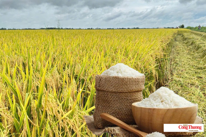 Gi&aacute; l&uacute;a gạo ng&agrave;y 1/9/2026: Giao dịch giảm, gi&aacute; ổn định