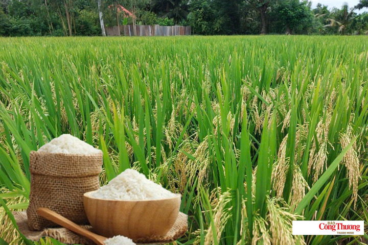 Gi&aacute; l&uacute;a gạo ng&agrave;y 30/9/2026: Gạo xuất khẩu giảm nhẹ