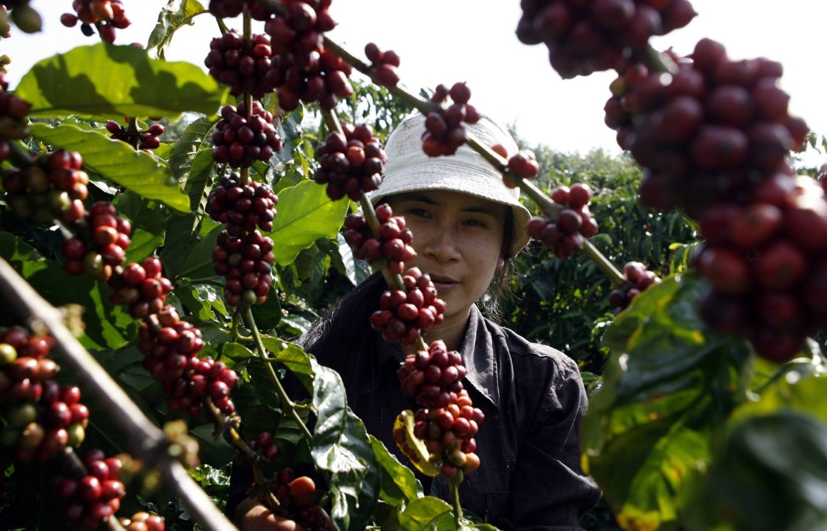 Giá nông sản tháng 8/2026: Lúa và cà phê tăng, lợn hơi, thủy sản giảm