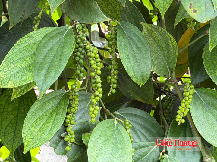 Gi&aacute; ti&ecirc;u h&ocirc;m nay 20/8/2026: Chưa thể bứt ph&aacute;