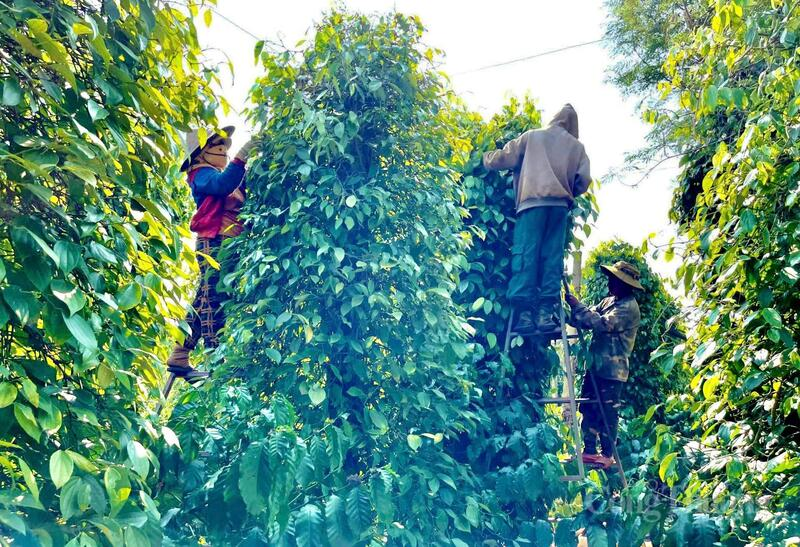 Giá tiêu ngày 24/5/2026: Phiên cuối tuần 'lặng sóng'