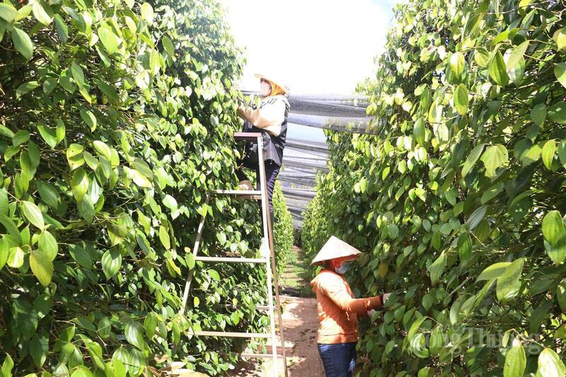 Gi&aacute; ti&ecirc;u ng&agrave;y 2/6/2026: Giảm mạnh, xuống dưới mốc 140.000 đồng/kg