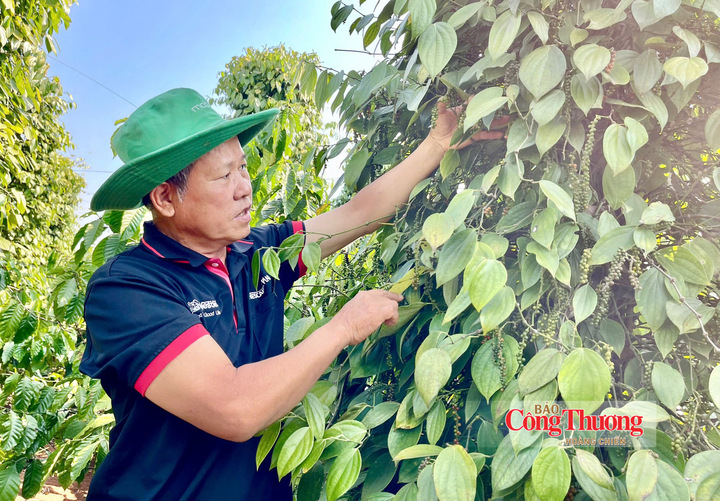 Gi&aacute; ti&ecirc;u ng&agrave;y 29/9/2026: Dao động từ 136.000 - 140.000 đồng/kg