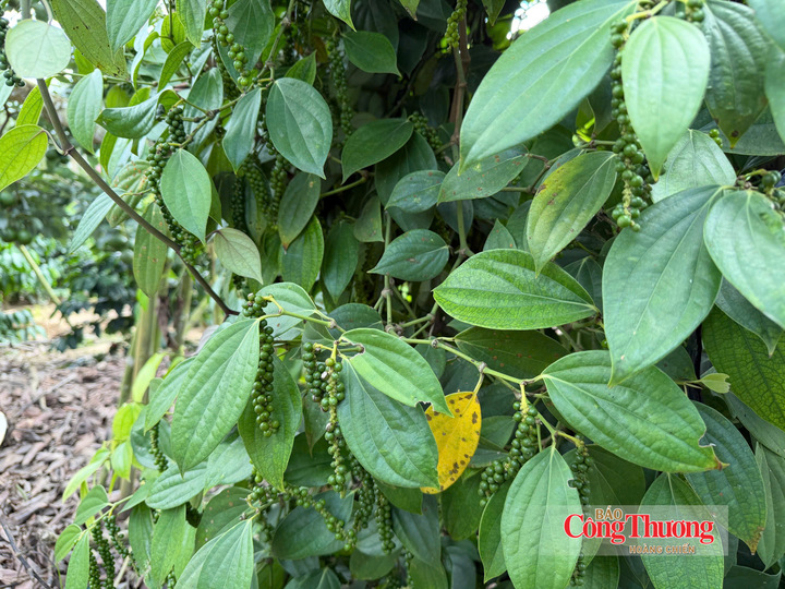 Gi&aacute; ti&ecirc;u ng&agrave;y 3/9/2026: Lặng s&oacute;ng, cao nhất 137.000 đồng/kg