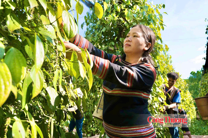 Giá tiêu ngày 7/10/2026: Cao nhất 140.500 đồng/kg