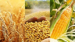 Giá đậu tương ngày 2/6/2025 giảm phiên thứ hai liên tiếp do thời tiết thuận lợi
