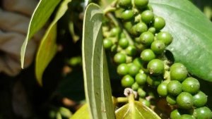 Gi&aacute; ti&ecirc;u h&ocirc;m nay 4/7/2024: Tiếp tục giảm mạnh về mốc 151.000 đồng/kg