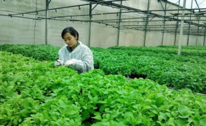 Hướng dẫn bảo hộ quyền đối với giống c&acirc;y trồng