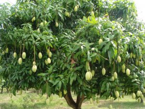 Ảnh hưởng của biện ph&aacute;p ph&acirc;n giải Paclobutrazol lưu tồn trong đất v&agrave; lượng b&oacute;n đạm, l&acirc;n đến năng suất, phẩm chất xo&agrave;i C&aacute;t H&ograve;a Lộc, tỉnh Tiền Giang
