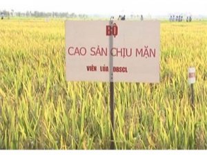 Nghi&ecirc;n cứu chọn tạo giống l&uacute;a chịu mặn chất lượng cao