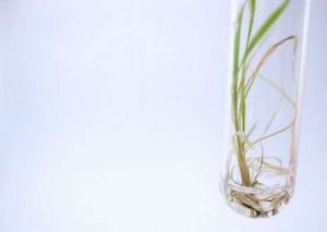 Nghi&ecirc;n cứu cho thấy một ho&oacute;c-m&ocirc;n l&agrave;m tăng sự t&iacute;ch tụ sucr&ocirc;za trong m&iacute;a