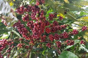Thị trường nông sản hôm 24/1