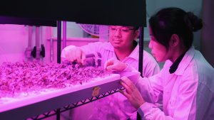 Cảm biến nano đầu ti&ecirc;n ph&aacute;t hiện sắt theo thời gian thực trong c&acirc;y trồng