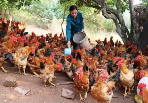 Ph&acirc;n lập th&agrave;nh c&ocirc;ng lợi khuẩn Bacillus subtilis thuần khiết về mặt sinh học