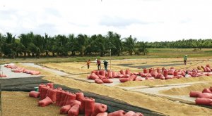 Kỳ vọng vụ lúa thu đông