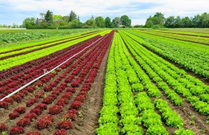 Phục hồi đất hướng đến mục ti&ecirc;u ph&aacute;t triển bền vững