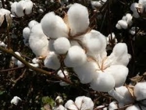USDA: Dự báo cung cầu bông thế giới niên vụ 2018/19